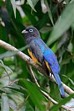 Black-headed Trogon